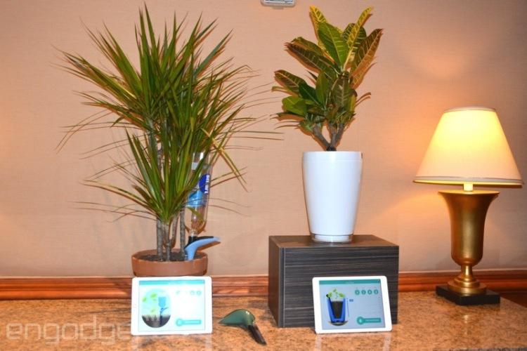 Parrot Pot and H20